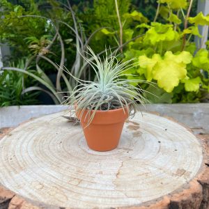 7cm Terracotta Pot Setting (1 plant)