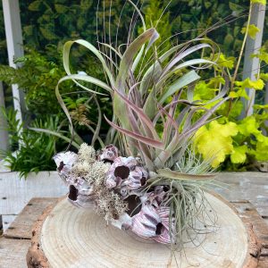 Barnacle Arrangement