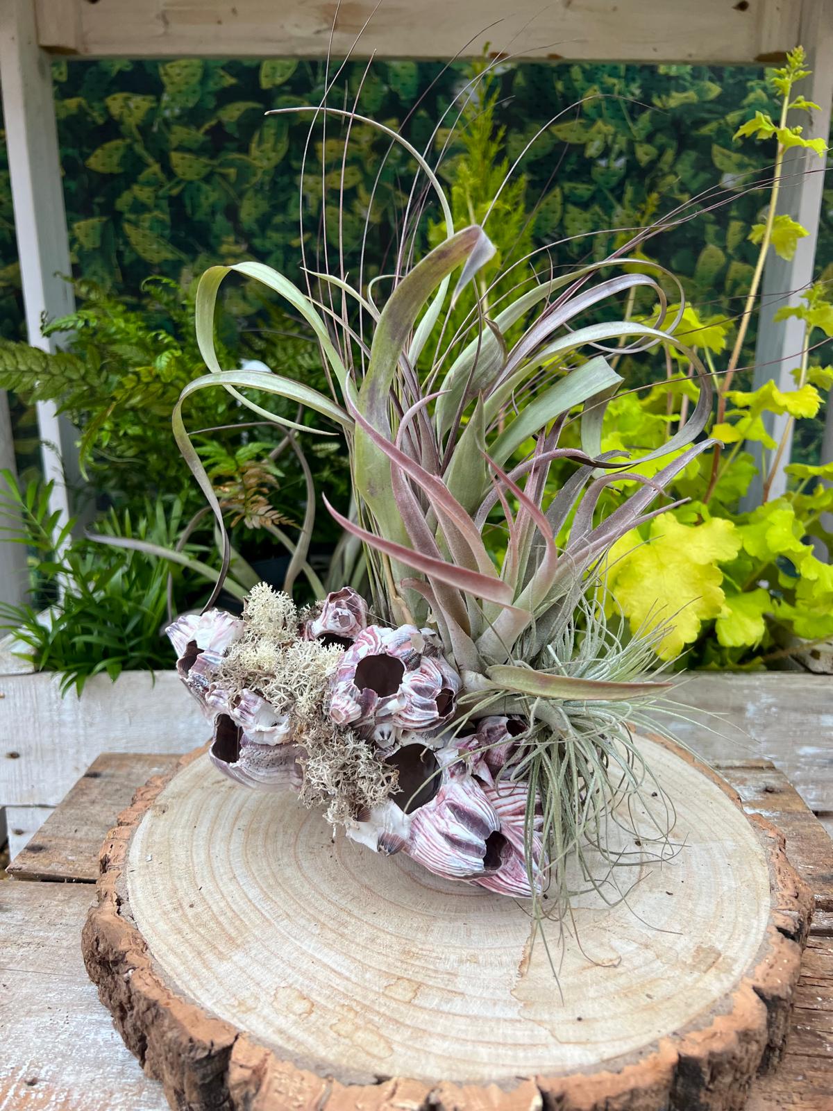 Barnacle Arrangement