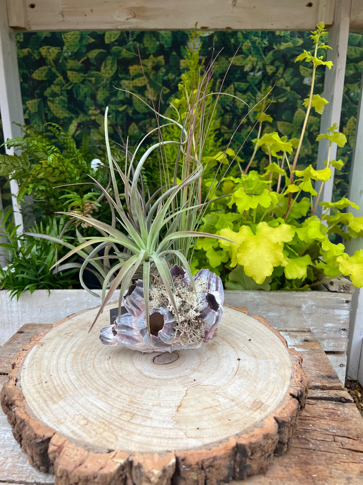 Barnacle Arrangement - Image 2