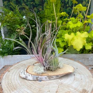 Birch Slice (5 Plants)
