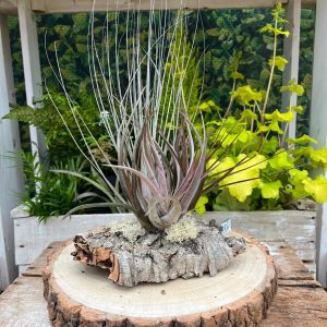 Natural Cork Arrangement