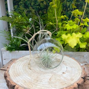 Glass Globe Contemporary