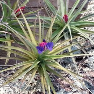 Aeranthos