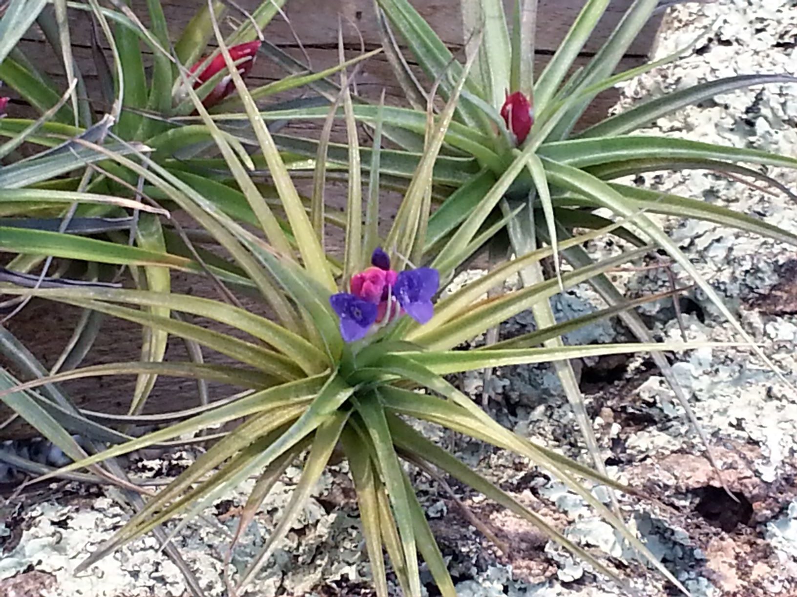 Aeranthos