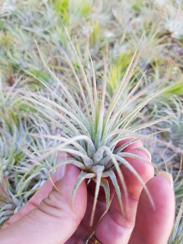 Ionantha Ionantha