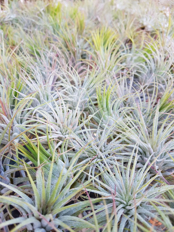 Ionantha Ionantha - Image 5