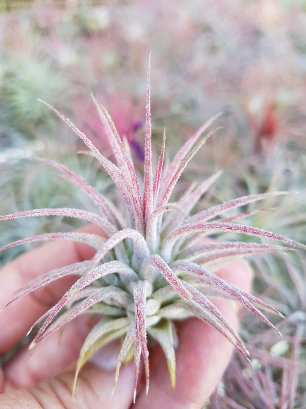 Ionantha Ionantha - Image 3