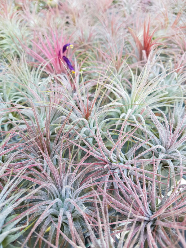 Ionantha Ionantha - Image 2