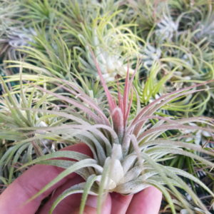 Ionantha Rubra