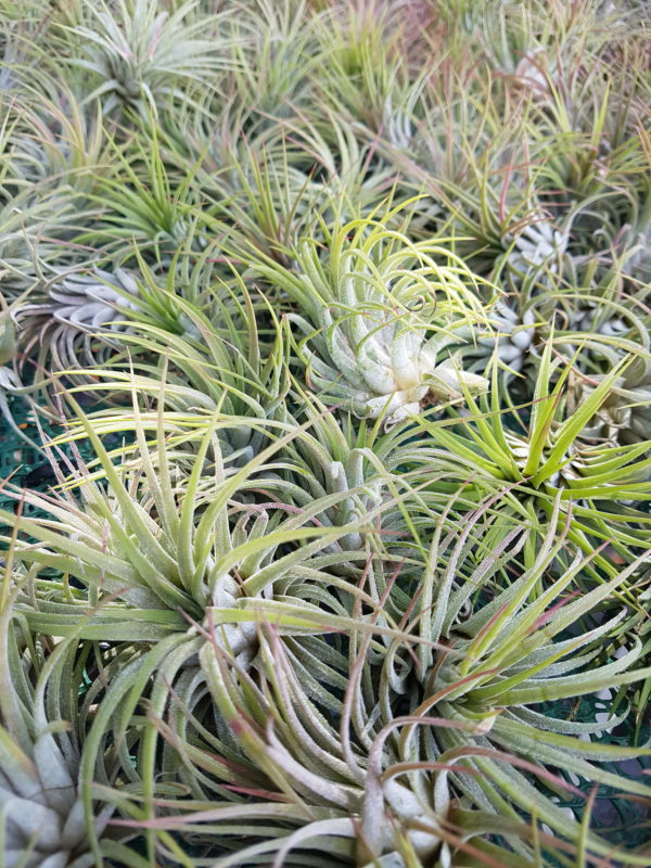 Ionantha Rubra - Image 2