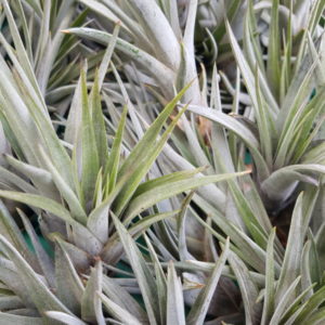 Fasiculata