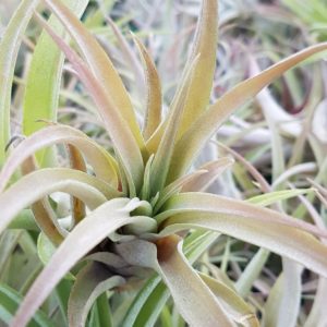 Capitata Peach