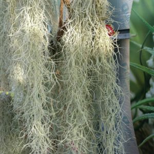 Spanish Moss