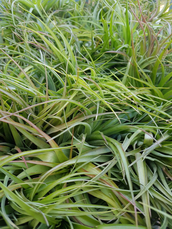Brachycaulos Multiflora - Image 4