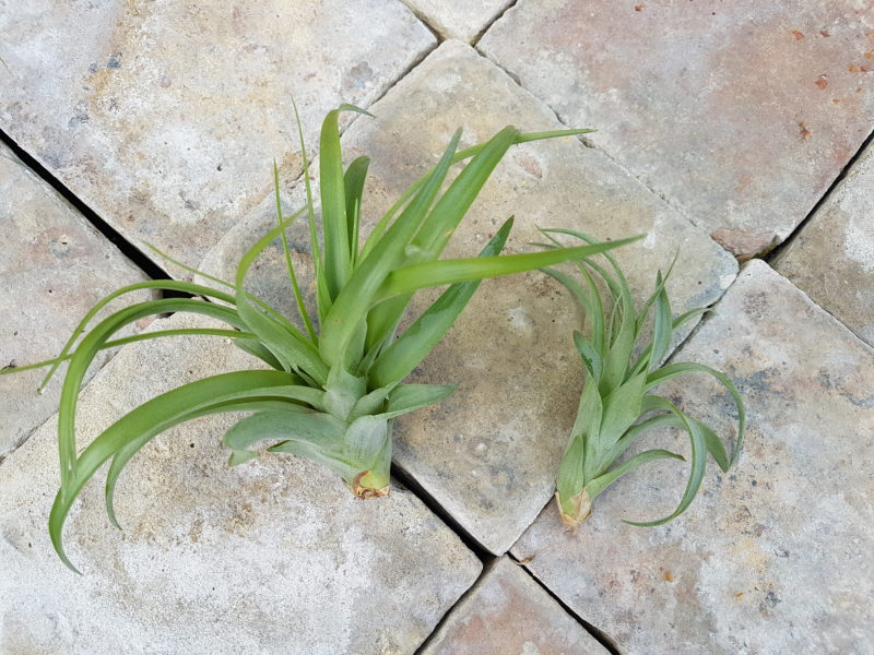 Brachycaulos Multiflora - Image 3