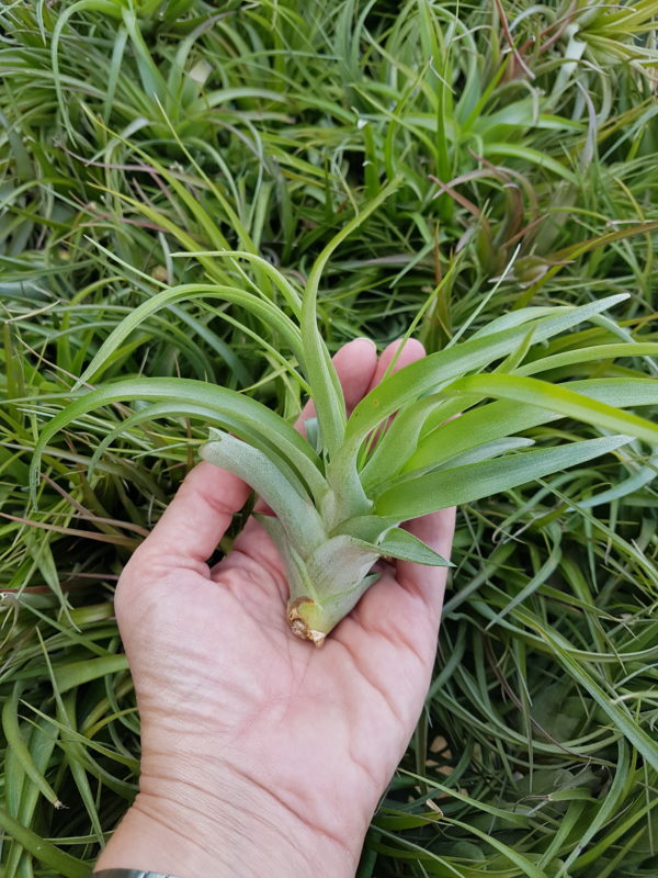 Brachycaulos Multiflora - Image 2