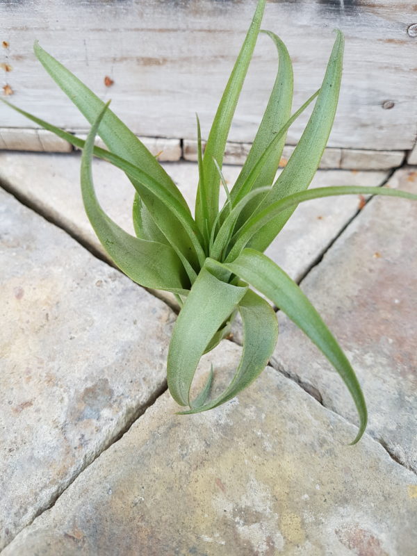 Brachycaulos Multiflora