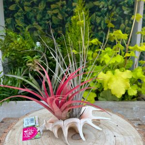 Lambis Lambis Shell (2 Med. Plants)