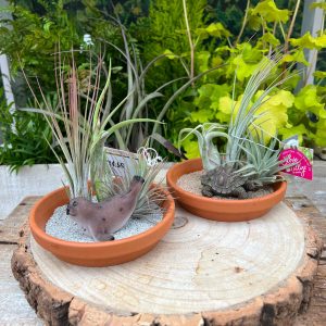 13cm Terracotta Dish with Airplant Setting (3 plants)