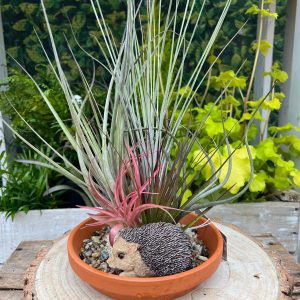 17cm Terracotta Dish with Airplant Setting (4 plants)