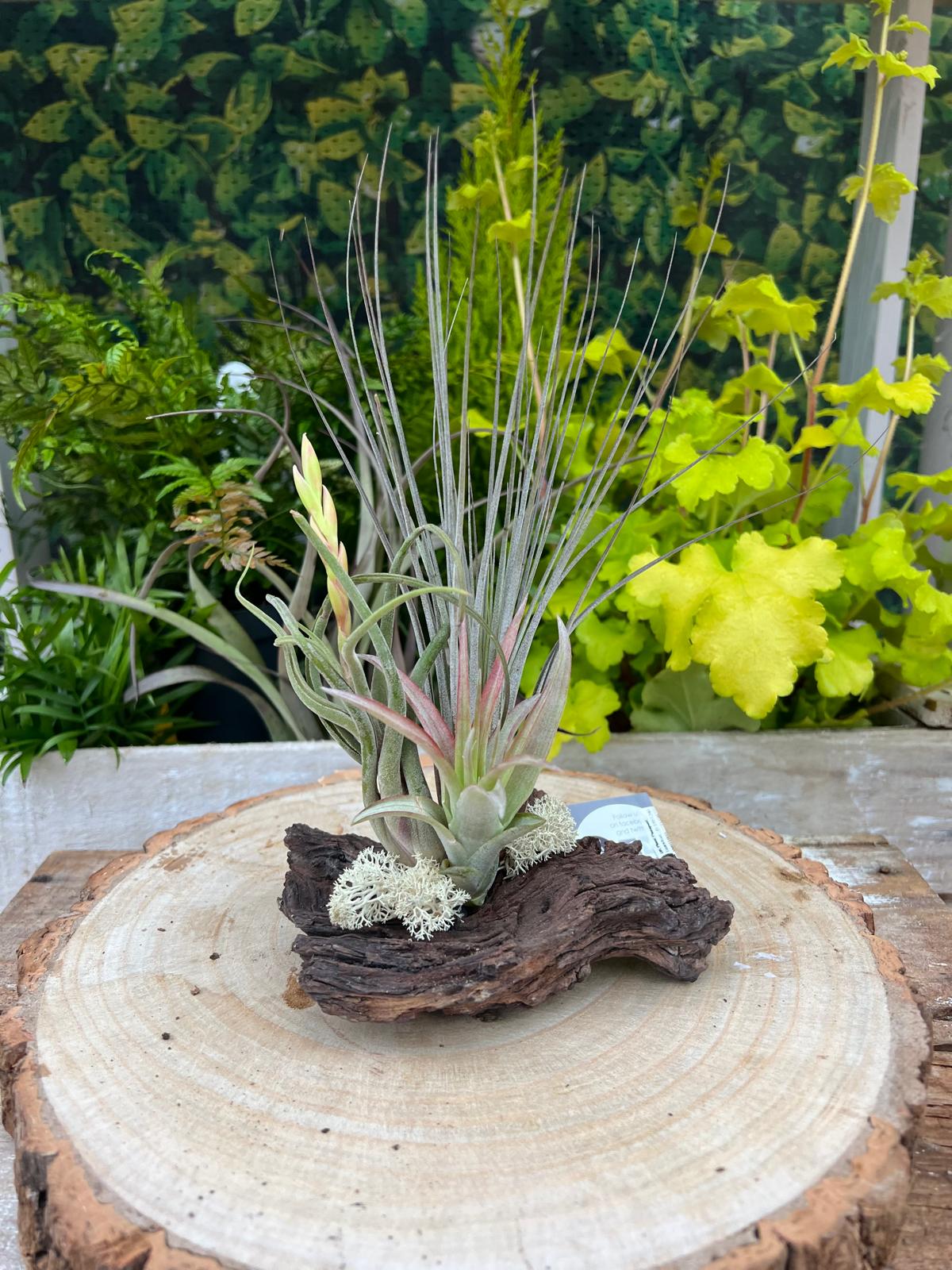 Decor Wood Arrangement - Image 4