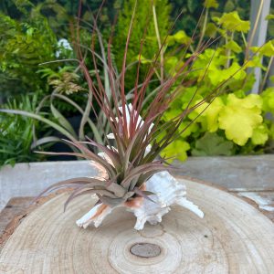 Murex White Shell Arrangement