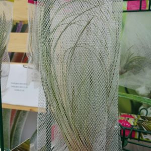 Single Air Plant In Net Bag Large
