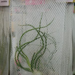 Single Air Plant In Net Bag Medium