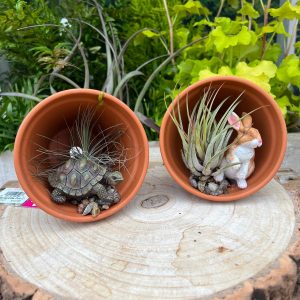 Terracotta Pot on Side (1 plant)