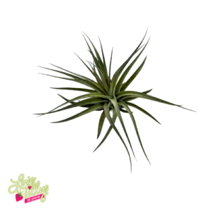 Stricta