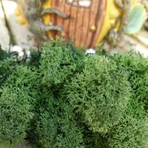 Reindeer Moss