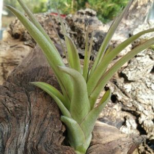 Flabellata Rubra