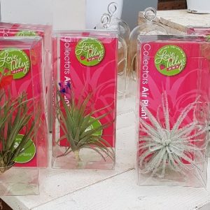 Collectors Plant