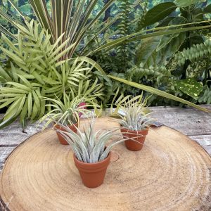 Mini Pot