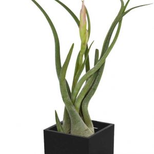 Air Plant in Magnetic Cube 3