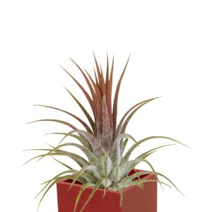 Air Plant in Magnetic Cube 3