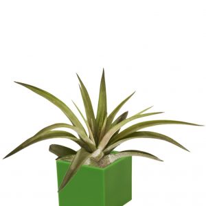 Air Plant inMagnetic Cube 3