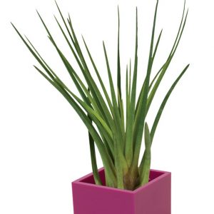 Air Plants in Magnetic Cube 3