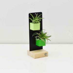 Air Plants with Magnetic Desk Stand- Green