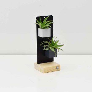 Air Plants Magnetic Desk Stand - Grey