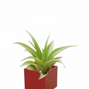 Air Plant inMagnetic Cube 3
