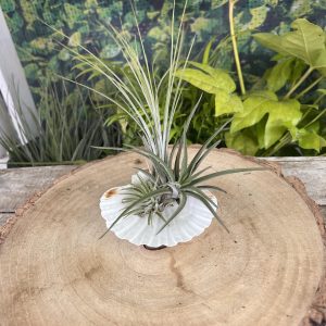 Scallop Shell Arrangement