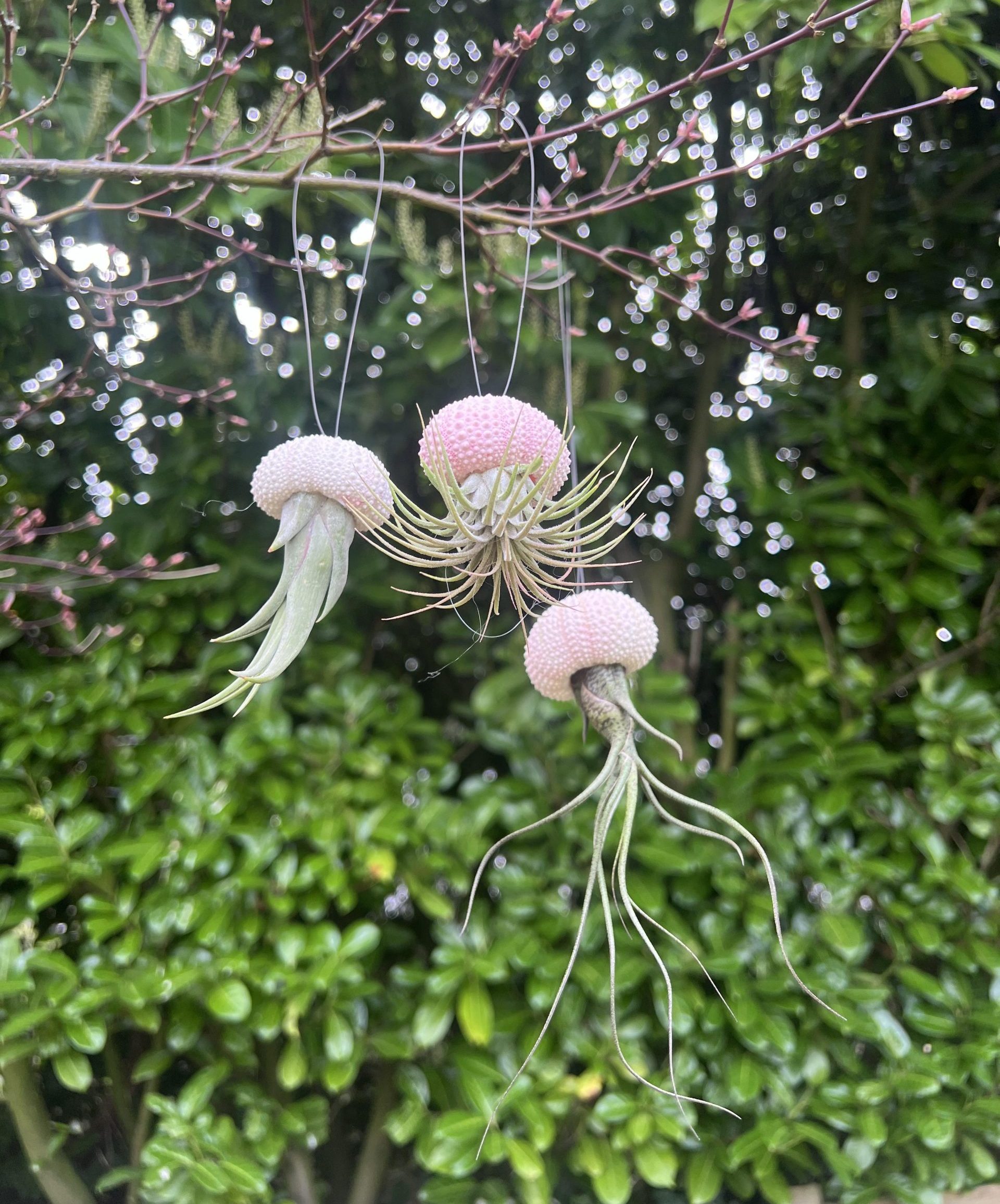 Mini Pink Hanging Sea Urchin