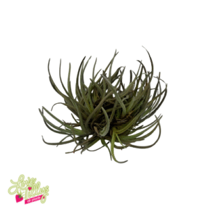 Albertiana Clump