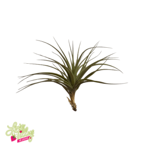 Tenuifolia