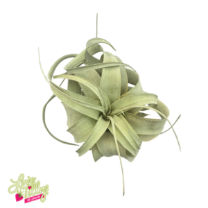 Xerographica